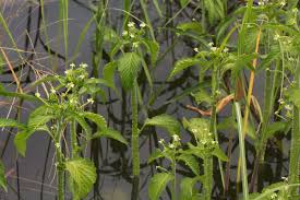 Image result for Caperonia fistulosa