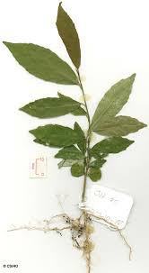 Image result for Rinorea angustifolia