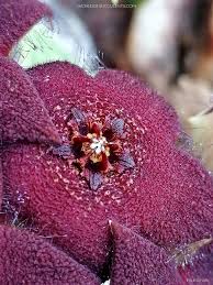 Image result for Orbea melanantha