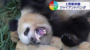 The latest tweets from @uenozoogardens ä¸Šé‡Žå‹•ç‰©åœ'ã®ãƒ'ãƒ³ãƒ€ 5å¹´å»¶é•·ã¸èª¿æ•´ æœ€æ–°æ˜ åƒã‚‚ Youtube