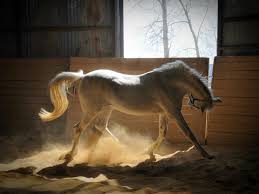 مدونة شريف نزيه أكبر و أجمل صور للخيول العربيه 2013 horses most beautiful horses animals
