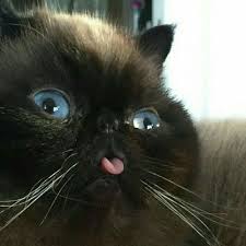 Yet, despite the importance of faces for nonverbal communication in animals, little. Funniest Cats Faces And Reactions Mood Changers Gifts And More Cute Animals Cute Cats Funny Cat Faces