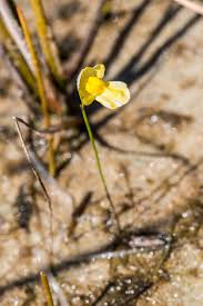Image result for Utricularia gibba