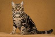 American Shorthair Cat Breed Facts And Personality Traits