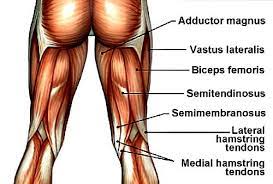 Hams Adductors Etc Leg Muscles Anatomy Hamstring Muscles Muscle Anatomy
