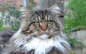 Cats for adoption in dubai , check the website now to see more ads. Home
