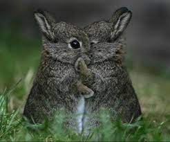 Wobisobi Thank You Thank You Cute Animals Animal Hugs Baby Animals