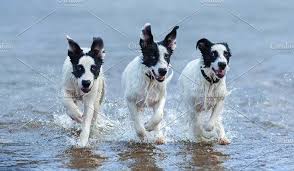 Three Puppies Running Puppies Wild Animals Photos Funny Animal Photos