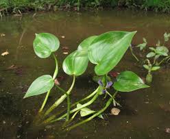 Image result for Monochoria