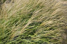 So it is only fitting that we name our farm tall grass in their honor. Plant Ornamental Grasses For Simple Elegant Beauty