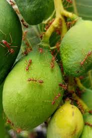 We are closely monitoring and following all recommendations from the cdc regarding the coronavirus. Pest Control Service Florida Pest Innovations