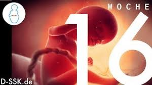 16 Ssw Schwangerschaftswoche Mutter Bauch Baby In 16 Ssw