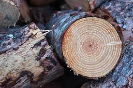 Today, monday, september 21, 2020. Royalty Free Wood Pile Photos Free Download Pxfuel