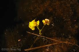 Image result for Utricularia australis