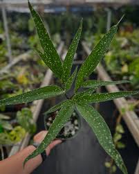 Image result for Afrocanthium pseudorandii