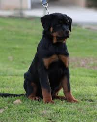 We are a rottweiler breeder directory that shares rottweiler news, stories, and pictures. Rottweiler Puppies For Sale Charlotte Nc 289672