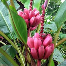 Image result for Musa sp. (Ornamental bananas)