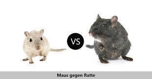 Hallo, ich wollte mal fragen ab wann ratten ausgewachsen sind. Maus Oder Ratte Was Ist Der Unterschied Maeuse Im Haus De