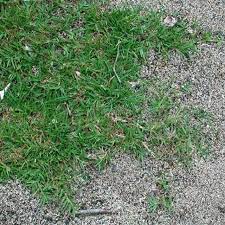 How To Plant Bermuda Grass Seed Hunker Bermuda Grass Seed Bermuda Grass Planting Grass