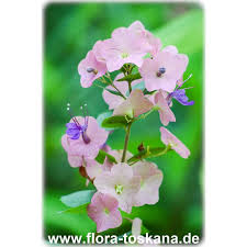 Image result for Holmskioldia