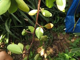 Image result for Gymnosporia