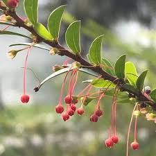 Image result for Phyllanthus gossweileri