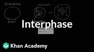 The cell cycle is composed of interphase (g₁, s, and g₂ phases), followed by the mitotic phase (mitosis and cytokinesis), and g₀ phase. Interphase Video Khan Academy