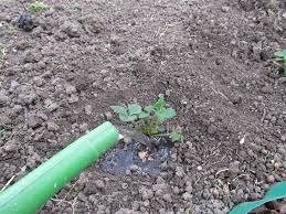 Wir zeigen wie man ein erdbeerrohr selber bauen kann und worin. Erdbeeren Pflanzen Schritt Fur Schritt Erklart Mit Vor Und Nachbereitung