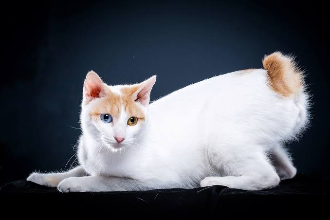 Japanese Bobtail - The Cat Fanciers' Association
