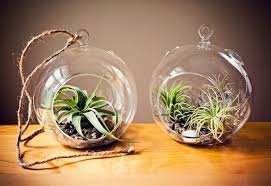 Unpack your terrarium and make sure to place your new air plant in a sunny spot once it arrives at your door! 50 Creative Ideas To Display Your Air Plants In A Most Spectacular Way