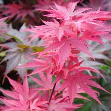 images?q=tbn:ANd9GcRUSq6wXQTWgpIUUVkWeD_5t6nEfrLPyL6e19l9cIFDkUcQxZlGOA