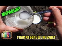 как приготовить эффективное средство от комаров и мошек своими рукам Pin Na Doske Sadovodstvo