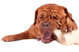 Cute Dog Chewing A Bone Hungry Dog Eating A Big Bone Sponsored Sponsored Sponsored Dog Bone Eating Chewing In 2020 Dog Chews Cute Dogs Dogs