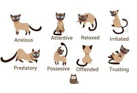 Cat Body Language Examples And Pictures