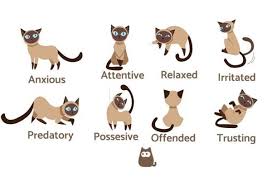 cat body language examples and pictures