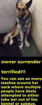 688690b73bb787e07ee00fafcb0b761e Jpg 720 1 777 Pixels Rescue Dogs Dog Adoption Save Animals