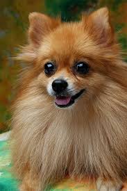 Pomeranian Dog Breed Information Pictures Characteristics