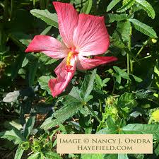 Image result for Abelmoschus