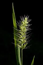 Image result for Setaria lindenbergiana
