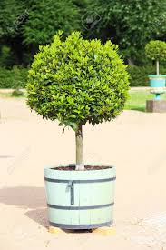 Choose from our range of plant pots to complete the look. Small Topiary Tree In The Pot Decorates The Park Of Charlottenburg Stock Photo Picture And Royalty Free Image Image 32341767