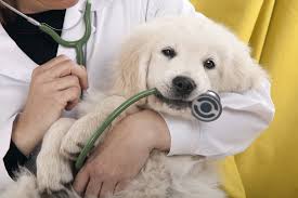 Maybe you would like to learn more about one of these? Happy National Pet Health Insurance Month A To Z Veterinary Clinic