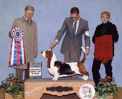 Basset hounds are extremely friendly. Morningwood Bassets Akc Registered Basset Hounds Plano Tx Co Owned Specials