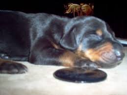 Browse thru our id verified puppy for sale listings to find your have you been looking for rottweiler louisiana catahoula mix dog for adoption in murfreesboro tennessee and area? Doberman Pinscher Puppies In Virginia