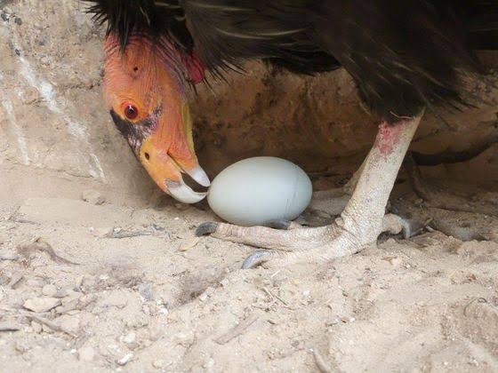 Mga resulta ng larawan para sa California condor egg"