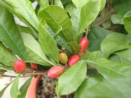 Image result for Synsepalum revolutum