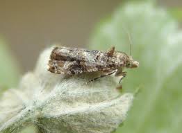 Image result for Lobesia botrana grapevine