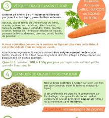 Accueillir Son Lapin Elevage Lapins Nains Sam Teddys Elevage Lapin Nain Lapin Nain Alimentation Lapin