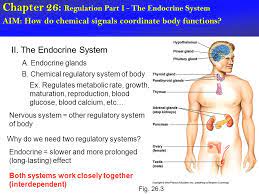 Chapter 26 Regulation Part I The Endocrine System Ppt Download