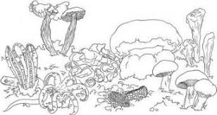 We did not find results for: Easy Coral Reef Coloring Page Bmo Show