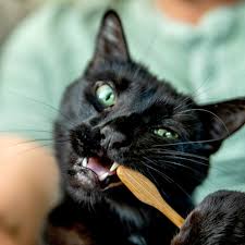 On how to brush cat teeth. How To Brush Your Cat S Teeth